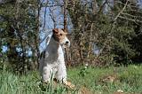 FOX TERRIER 098